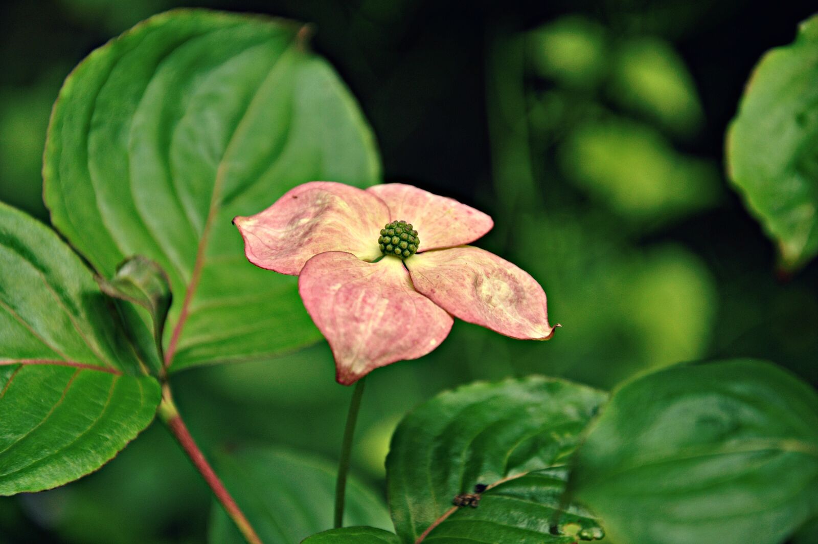 Nikon D90 sample photo. Flower, petal, bloom photography