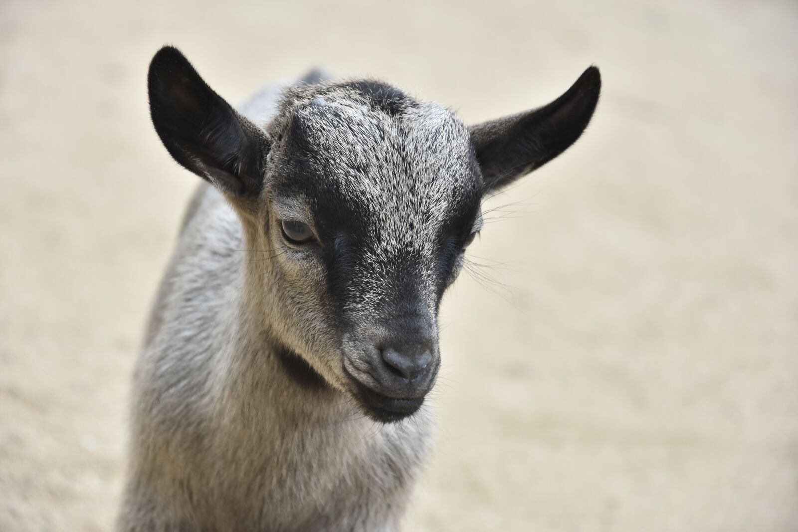 Nikon D7200 sample photo. Goat, zoo, animal photography
