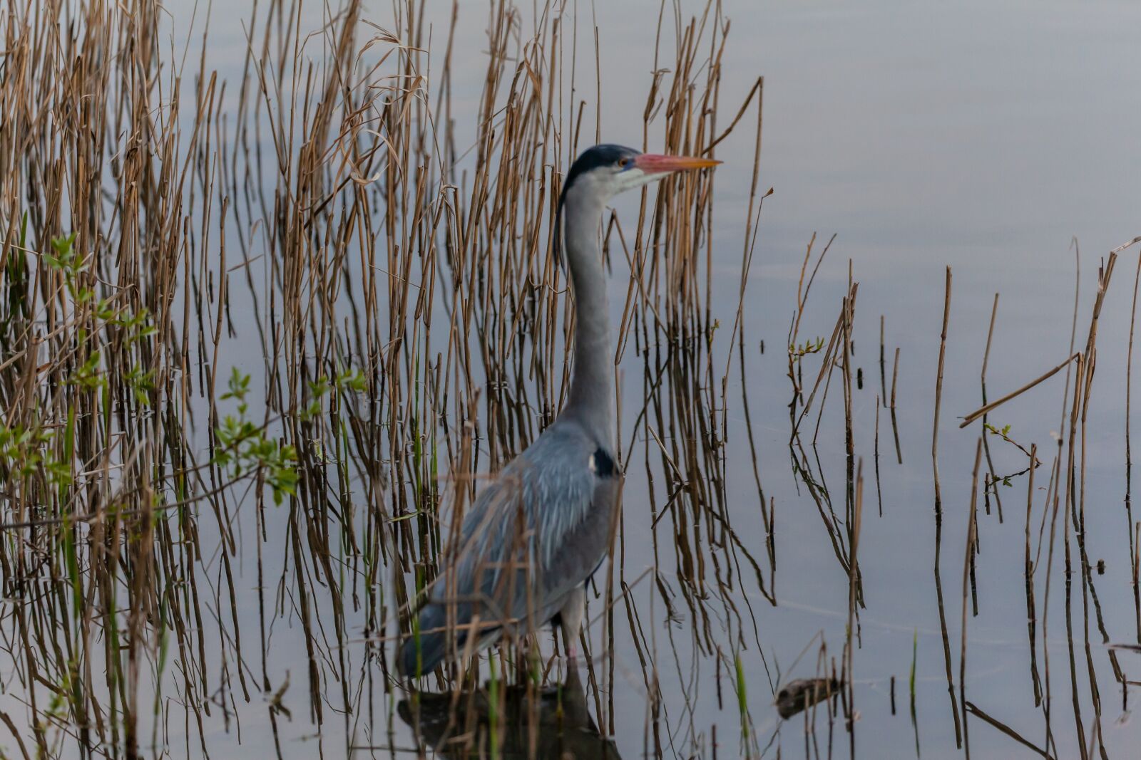 Canon EOS 5D Mark II sample photo. Blue heron, grey heron photography