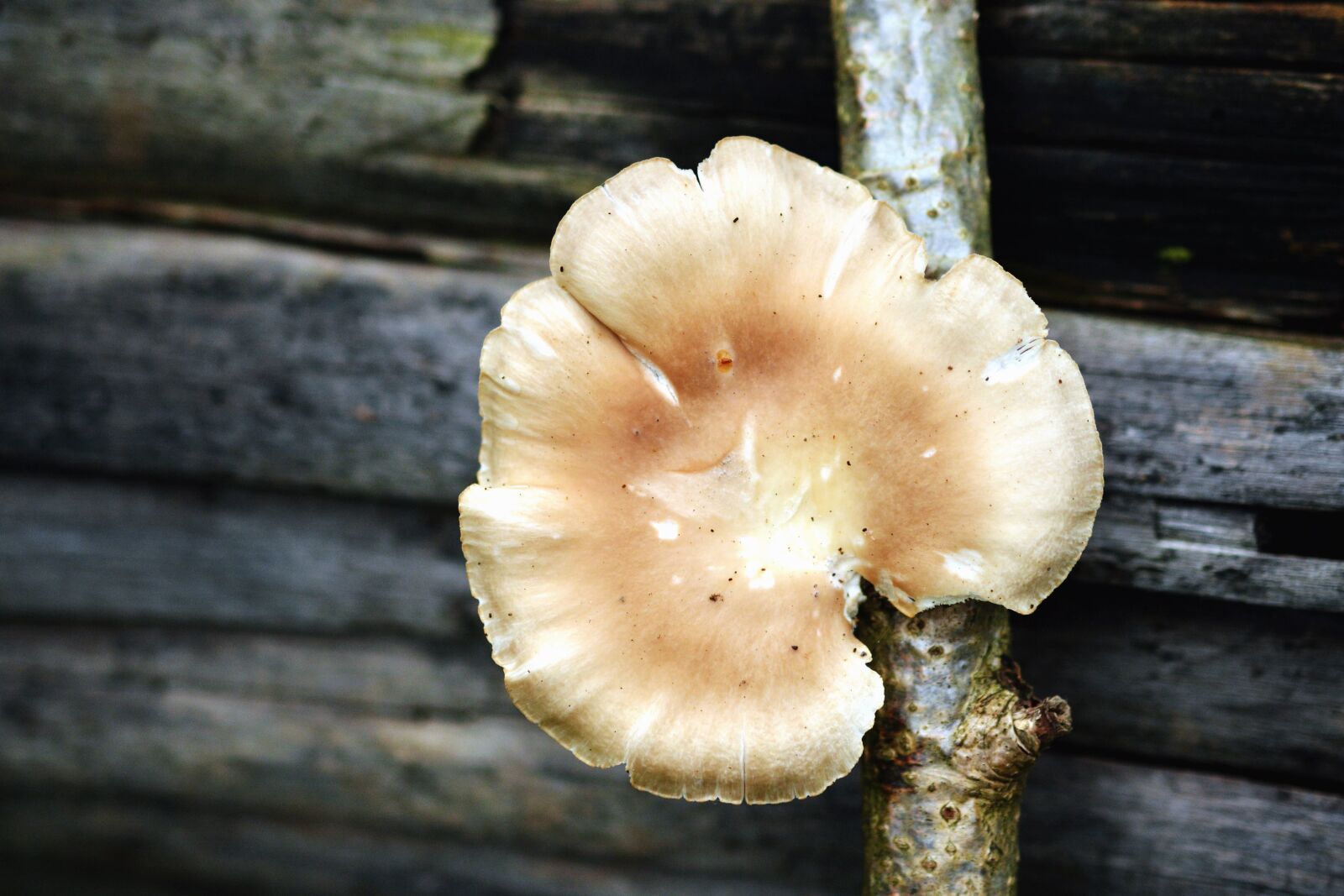 Nikon D5200 sample photo. Mushroom, branch, tree, plant photography