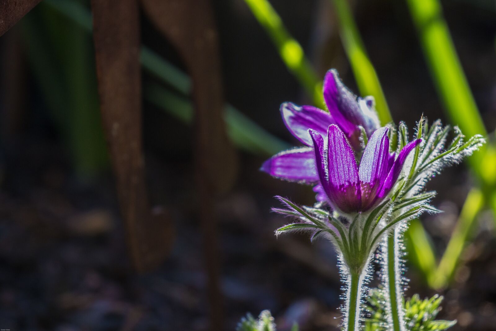 Canon EOS 7D Mark II sample photo. Pasque flower, flower, spring photography