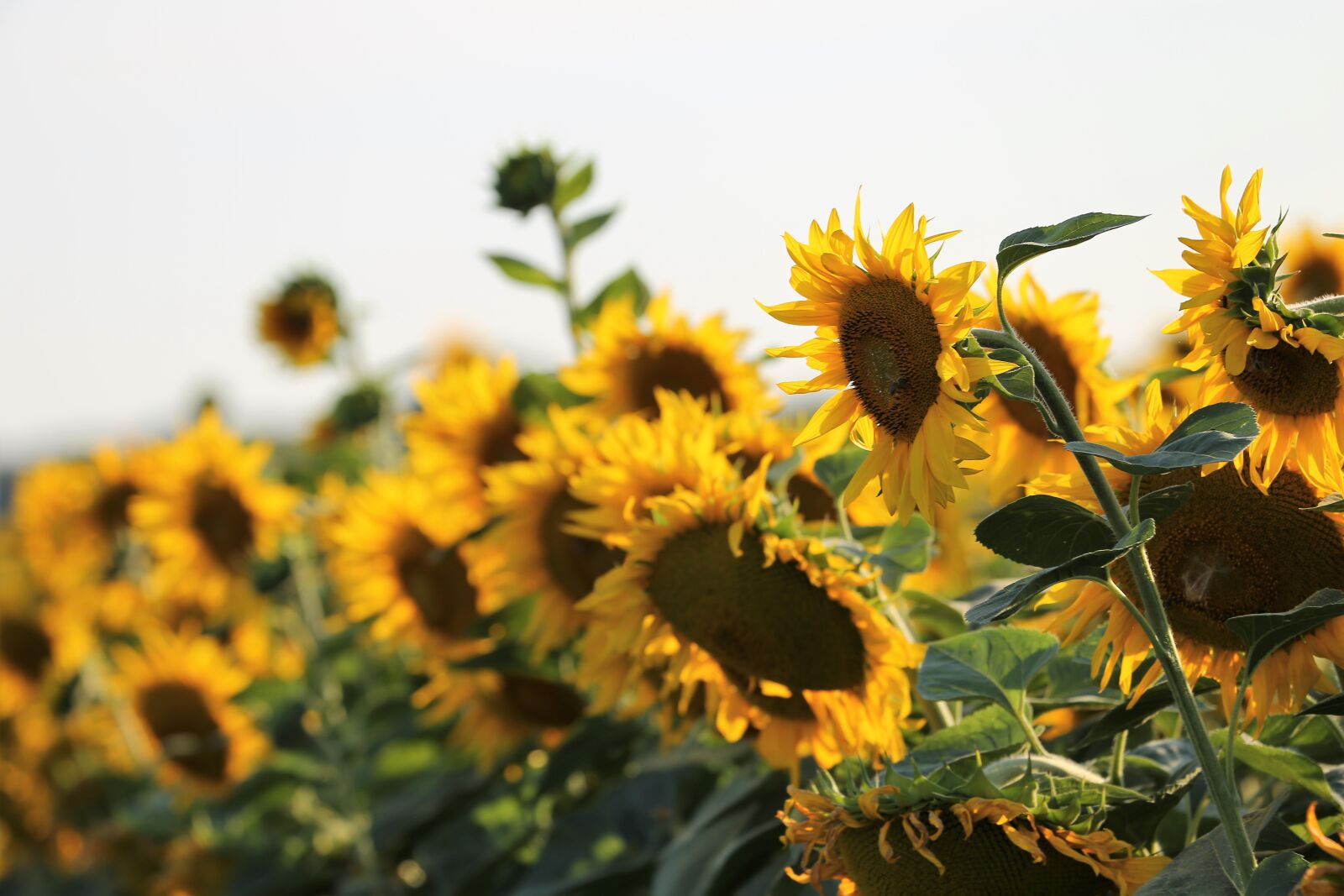 Canon EF 70-300 F4-5.6 IS II USM sample photo. Agriculture, sunflowers, bloom photography