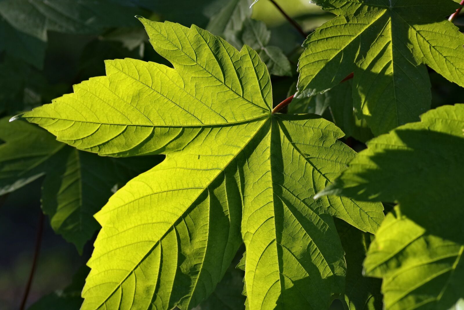 Pentax K-S2 sample photo. Foliage, green, clone photography