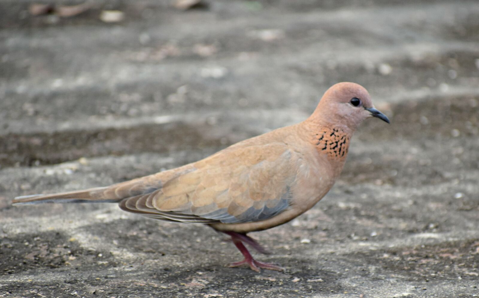 Nikon D3300 sample photo. Bird, dove, animal photography