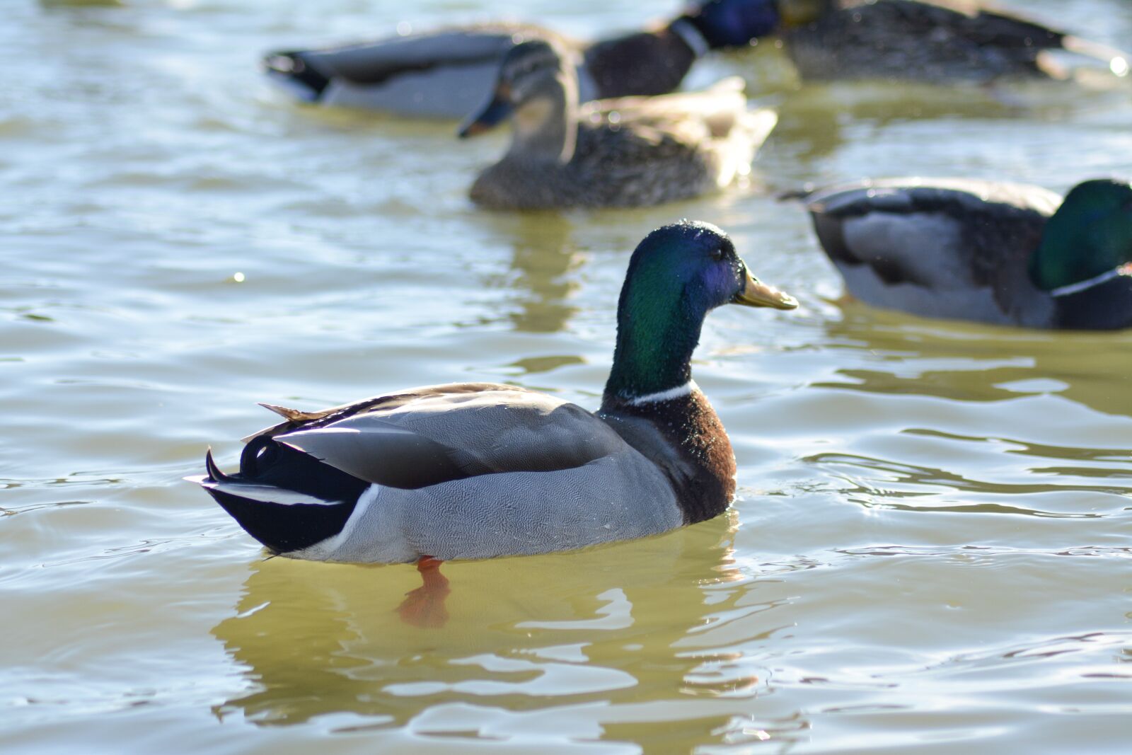 Nikon D5200 sample photo. Bird, flying, fly photography