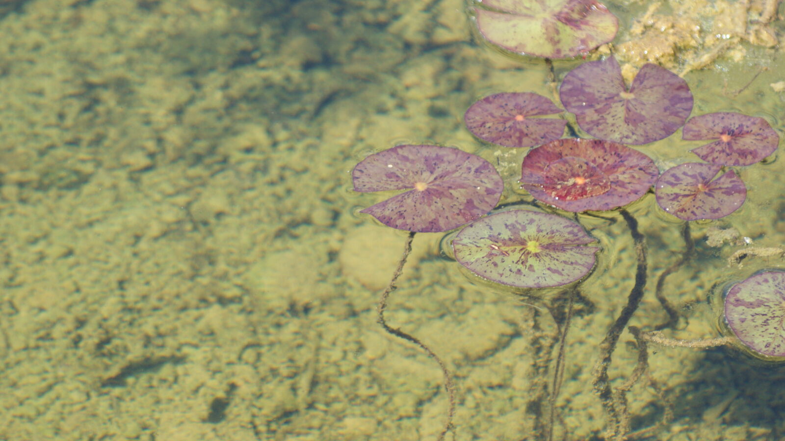 Sony 75-300mm F4.5-5.6 sample photo. Moss, pond, water, lily photography
