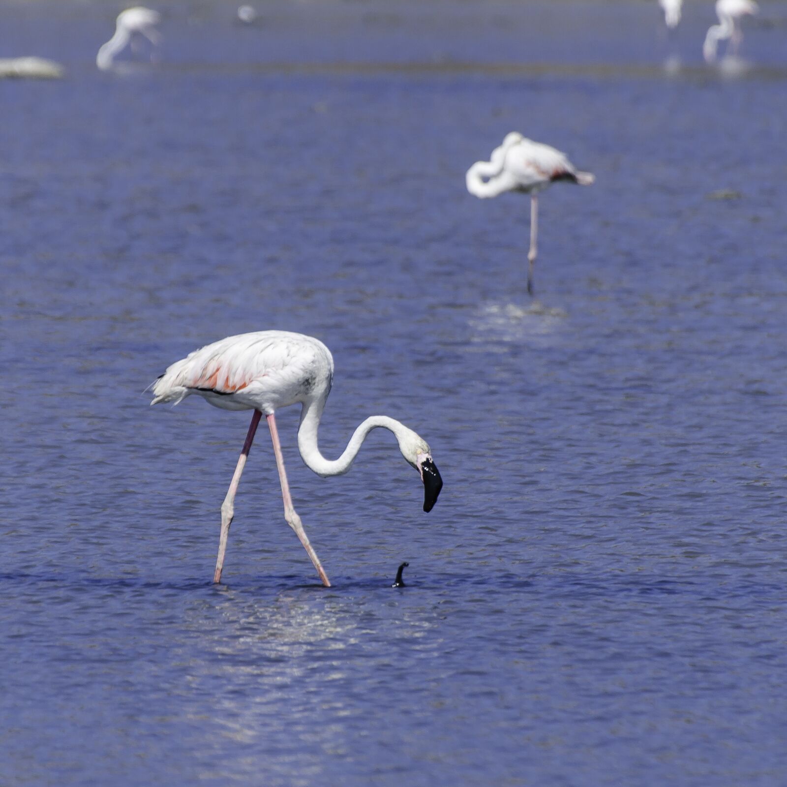 Nikon D7000 sample photo. Flamingos, animal, bird photography