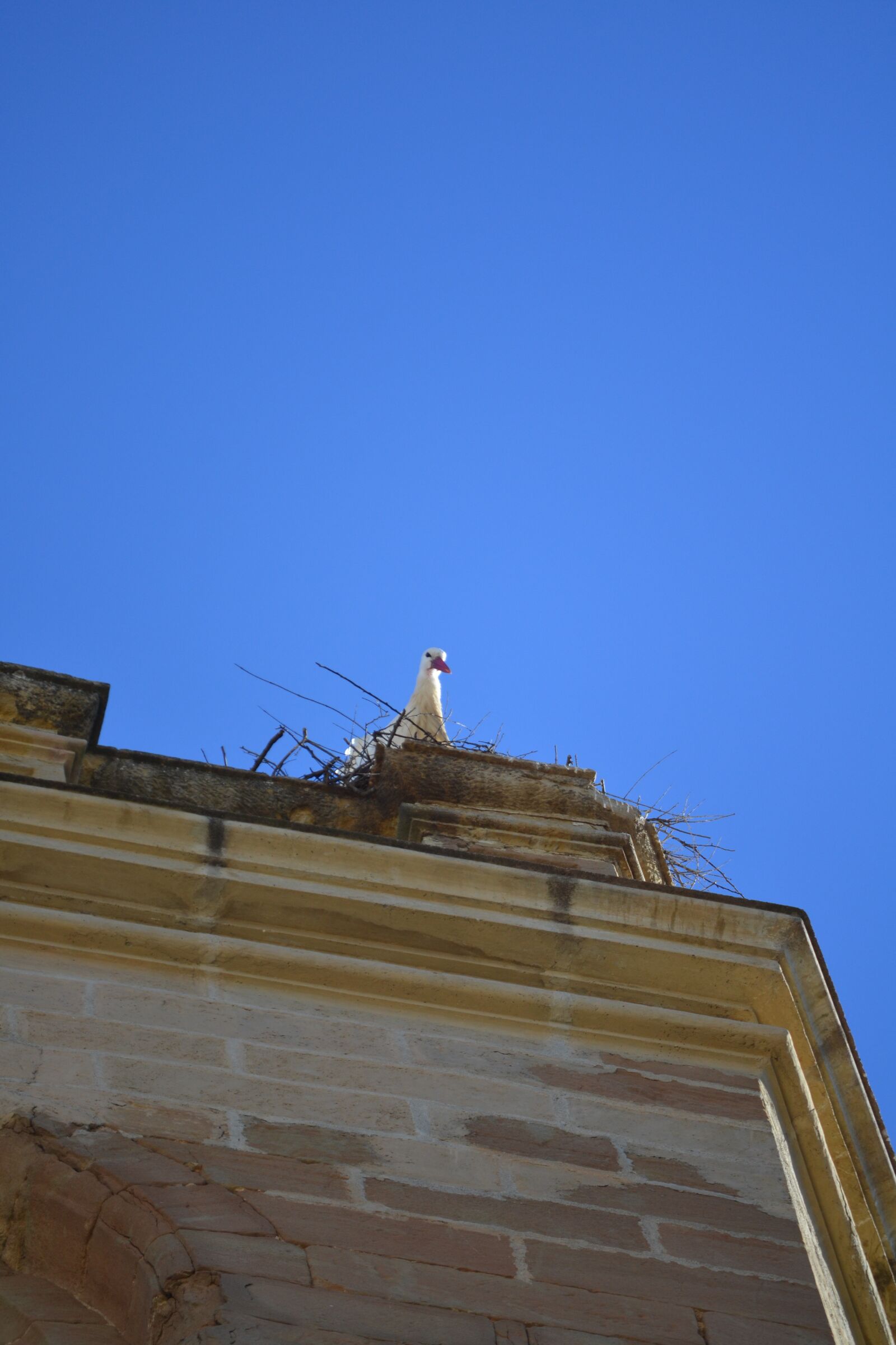 Nikon D3100 sample photo. Stork, animal world, bell photography