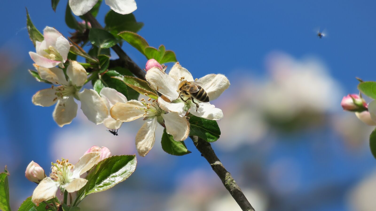 Canon PowerShot G3 X sample photo. Apple blossom, bee, flowers photography
