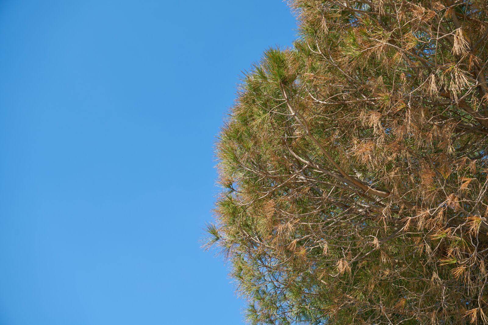 Sony a7R II sample photo. Nature, tree, current season photography