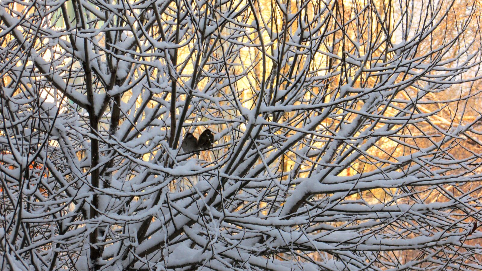 Canon PowerShot SX500 IS sample photo. Winter, birds, tit photography
