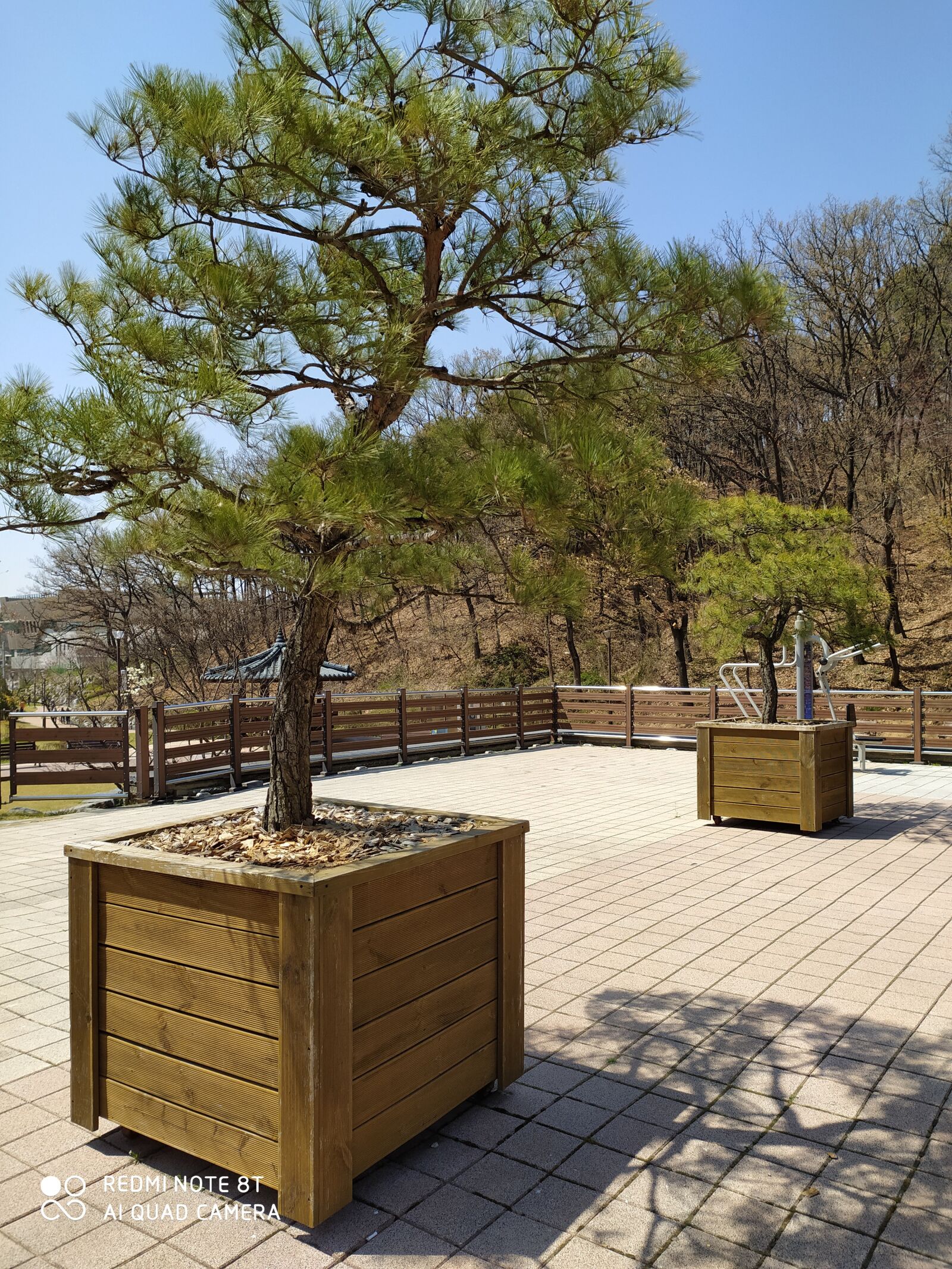 Xiaomi Redmi Note 8T sample photo. Tree, trees, woods photography