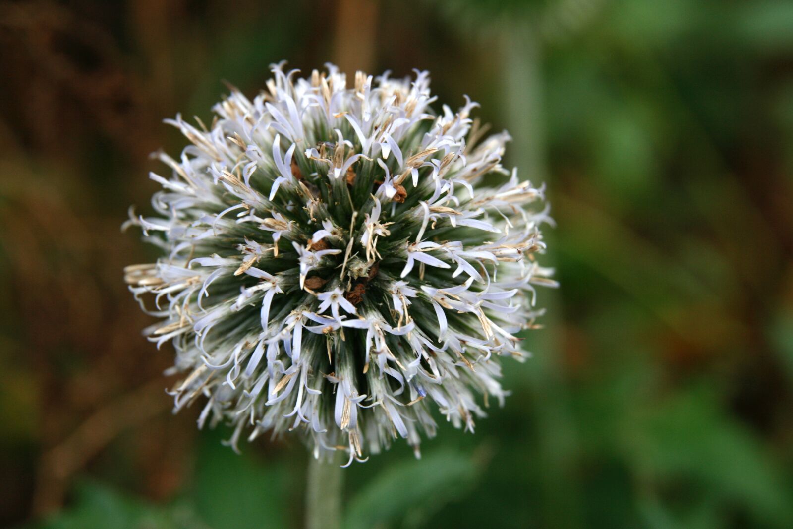 Canon EOS 400D (EOS Digital Rebel XTi / EOS Kiss Digital X) sample photo. Thistle, globe thistle, autumn photography