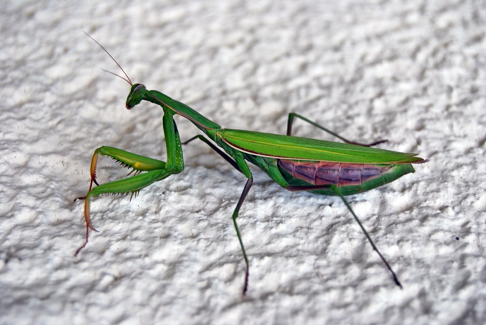 Nikon D40X sample photo. Grasshopper, insect, viridissima photography