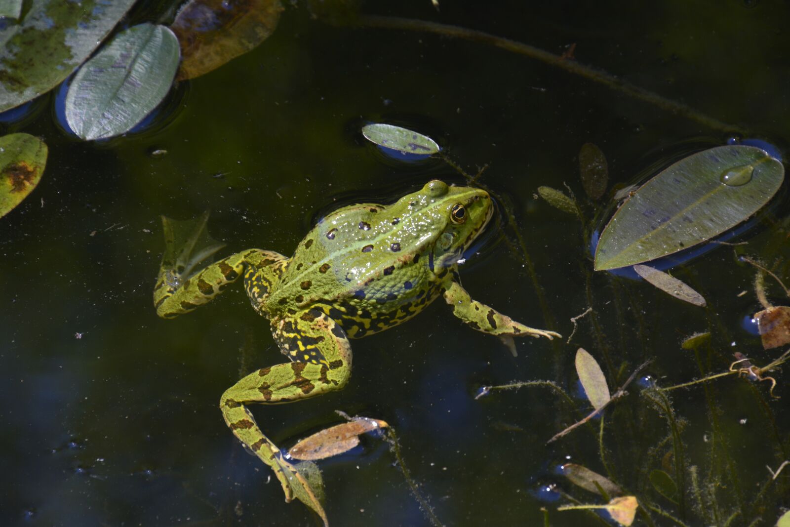 Nikon D7100 sample photo. Water frog amphibians, green photography