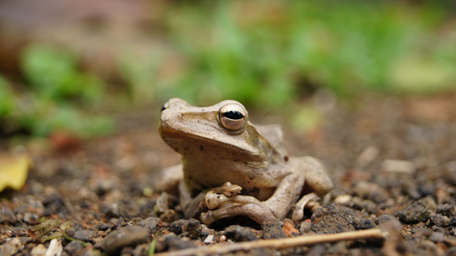 Sony SLT-A55 (SLT-A55V) sample photo. Frog, close up, nature photography