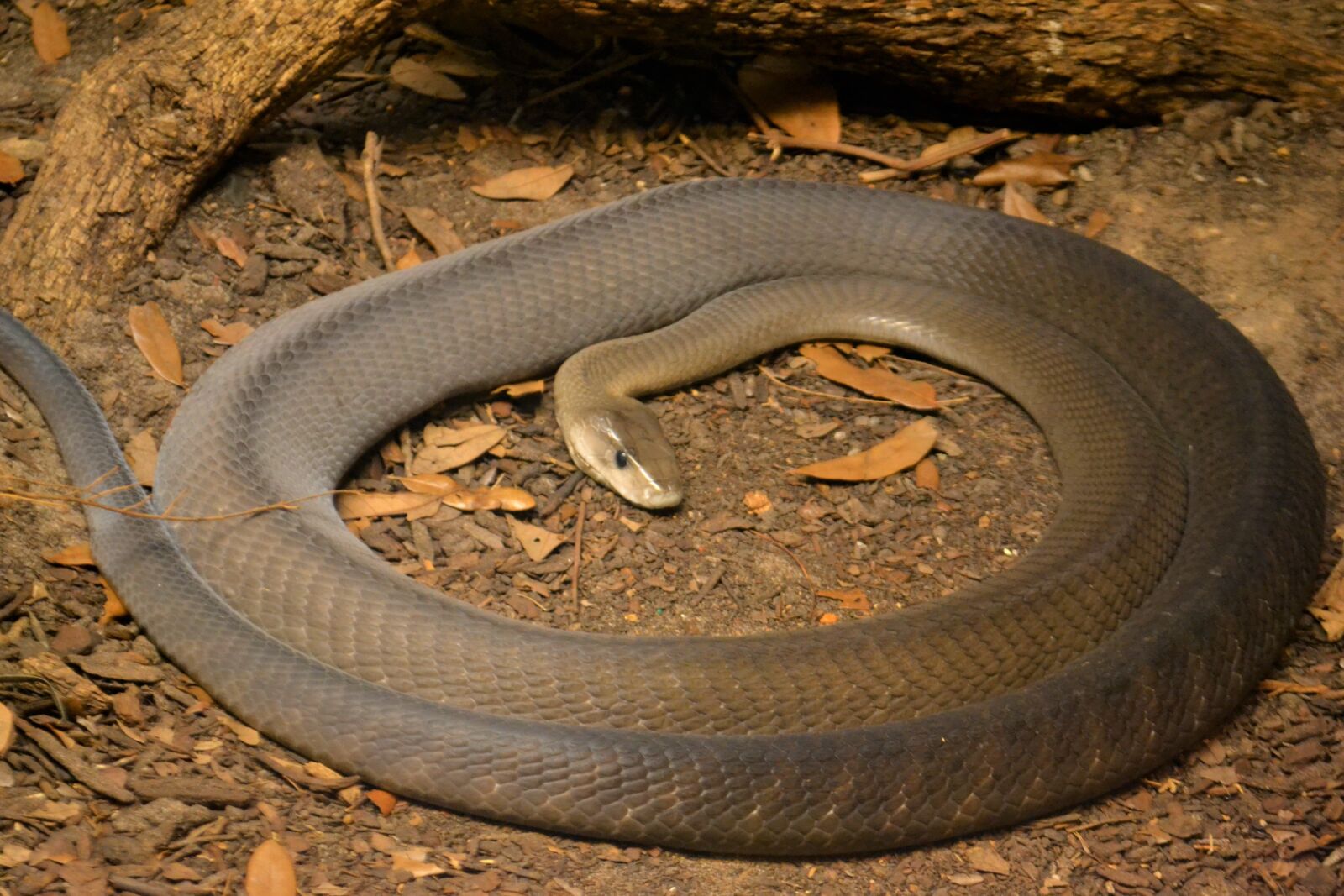 Nikon D3100 sample photo. Snake, mamba, african mamba photography