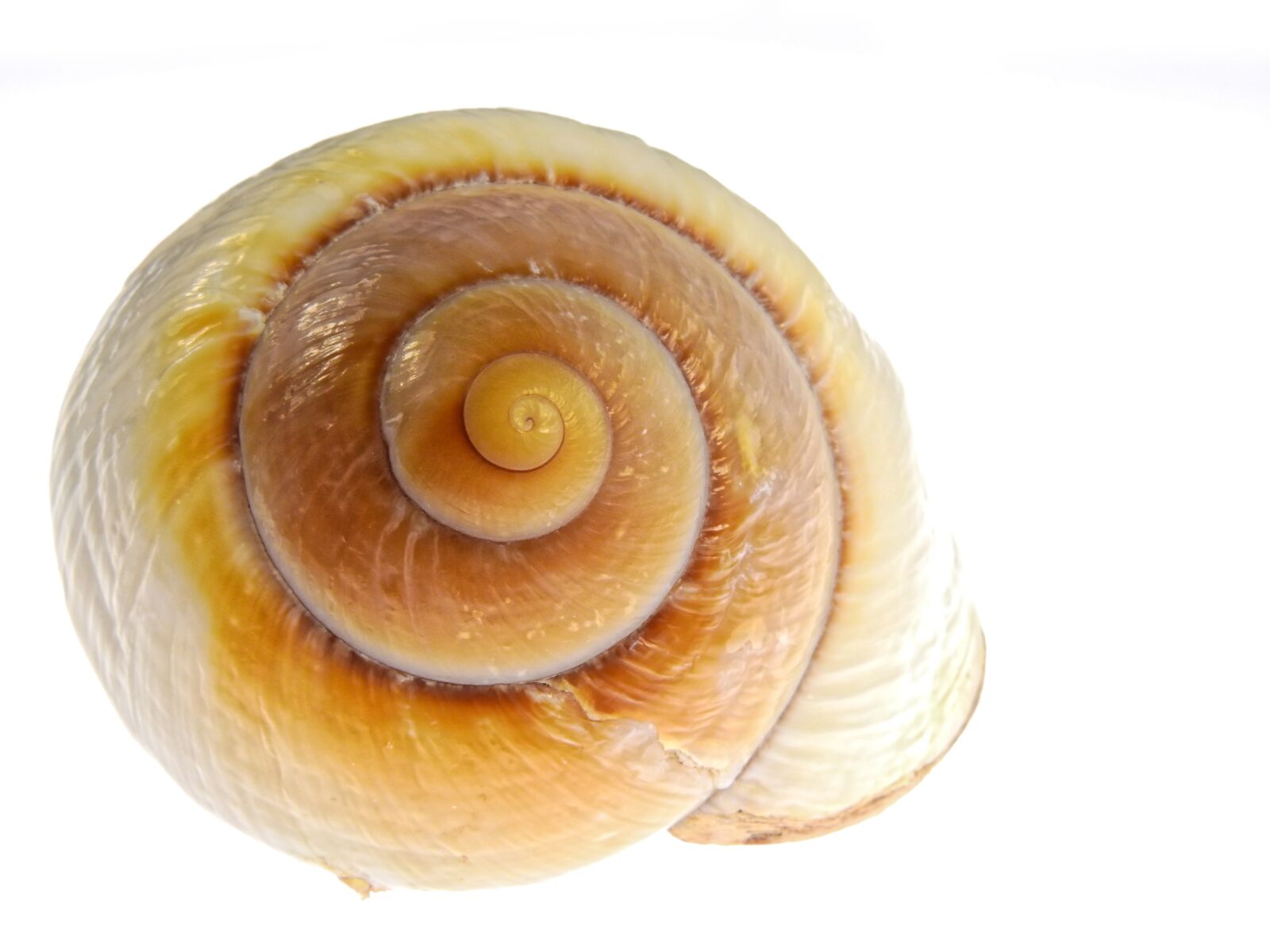 Nikon Coolpix P900 sample photo. Snail, shell, nature photography