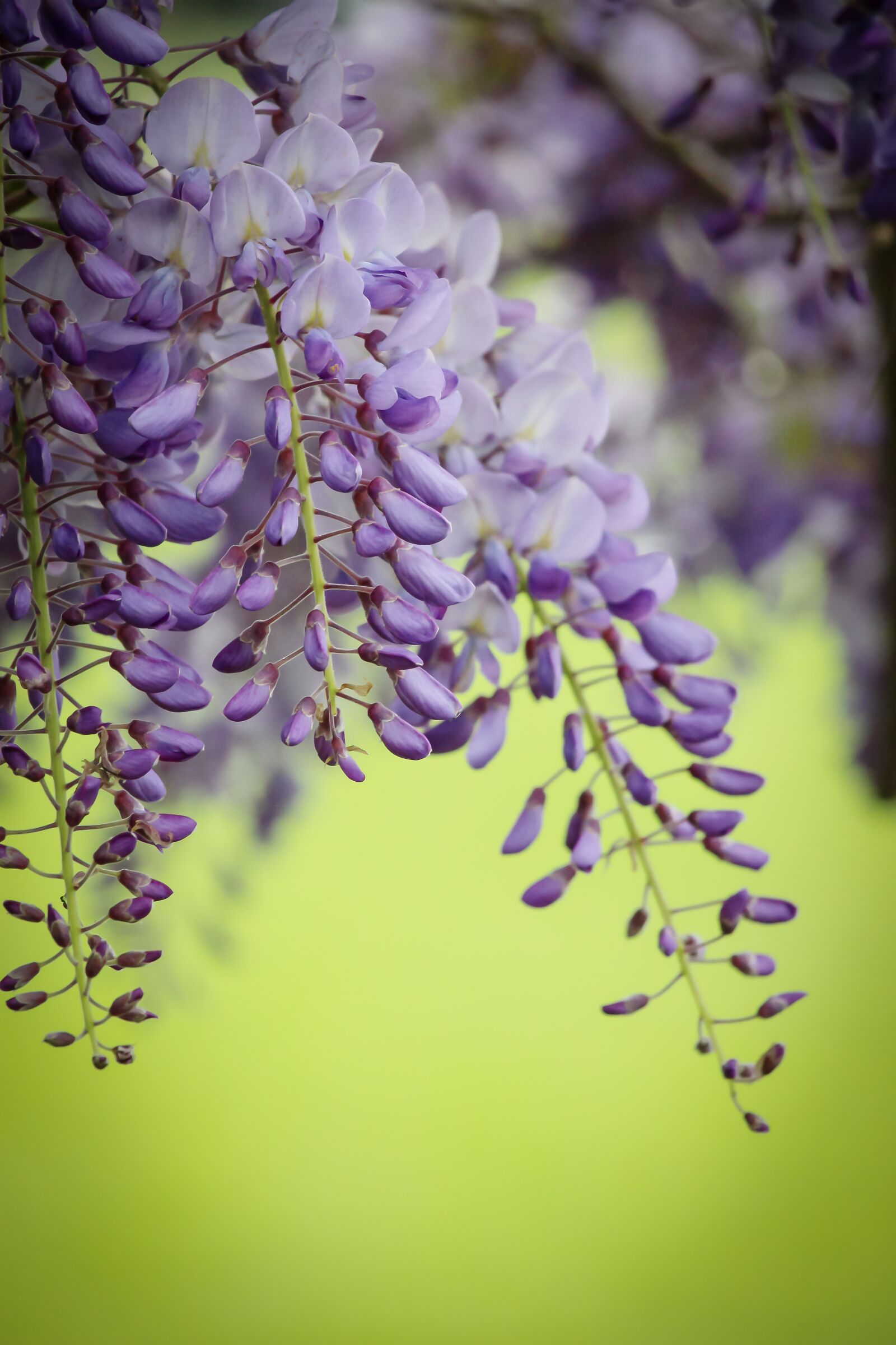 Canon EOS 700D (EOS Rebel T5i / EOS Kiss X7i) sample photo. Wisteria, purple, spring photography