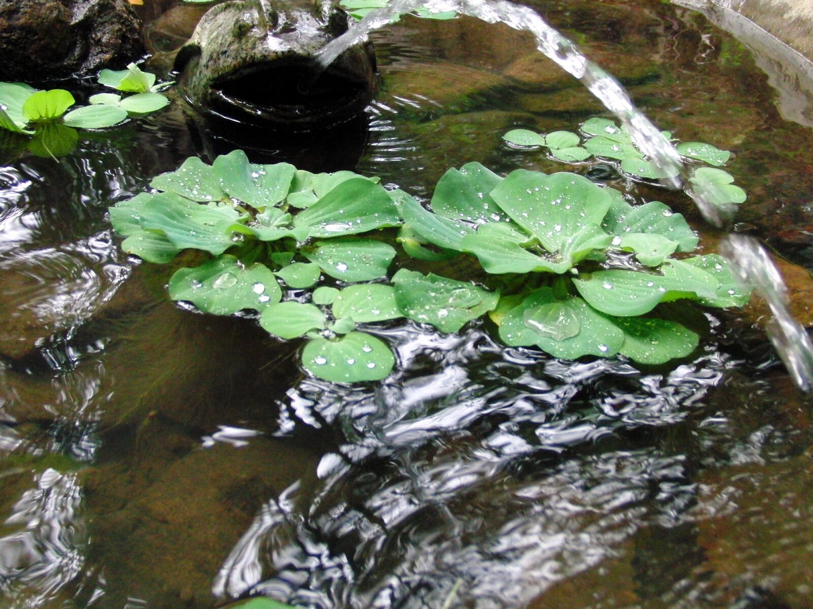 CASIO EX-FC100 sample photo. Piste, water salad, pistia photography