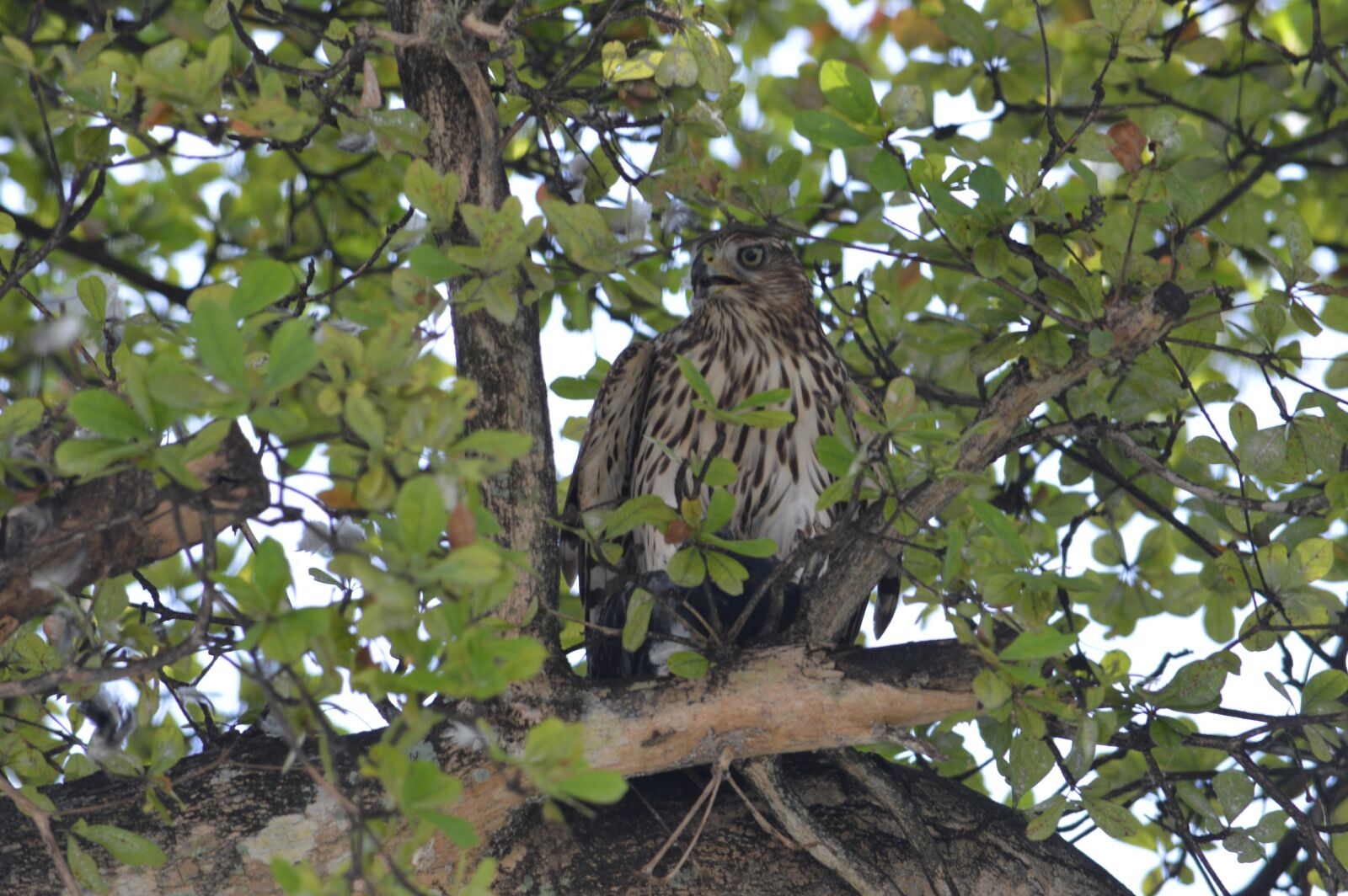 Nikon D3200 sample photo. South florida hawk, bird photography