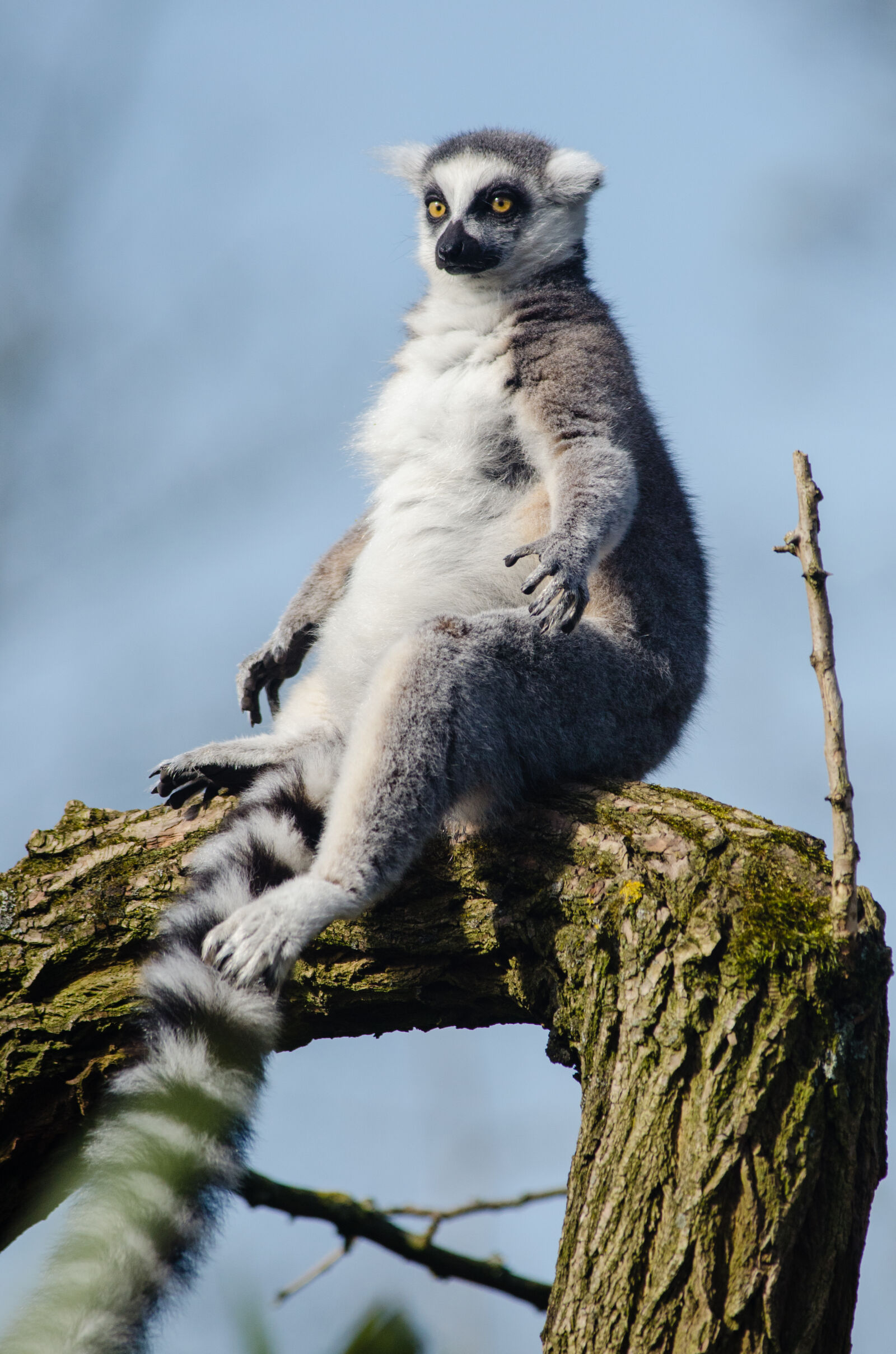 Nikon D7000 + Sigma APO Tele Macro 300mm F4 sample photo