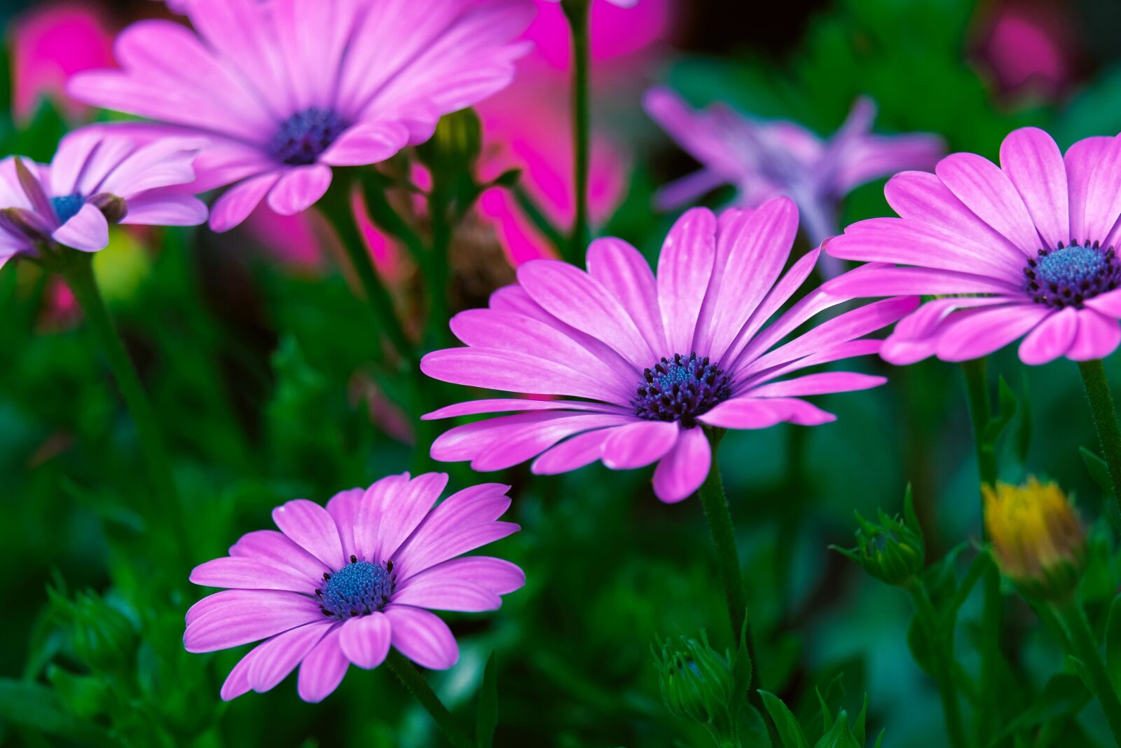 Fujifilm X-T3 sample photo. Marguerite, bornholm marguerite, flower photography