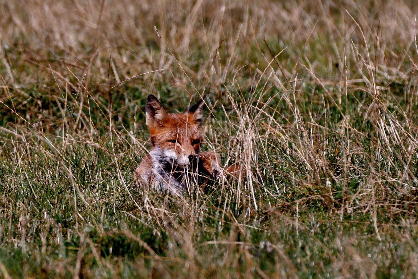 Nikon D500 sample photo. Fox, predator, wild photography