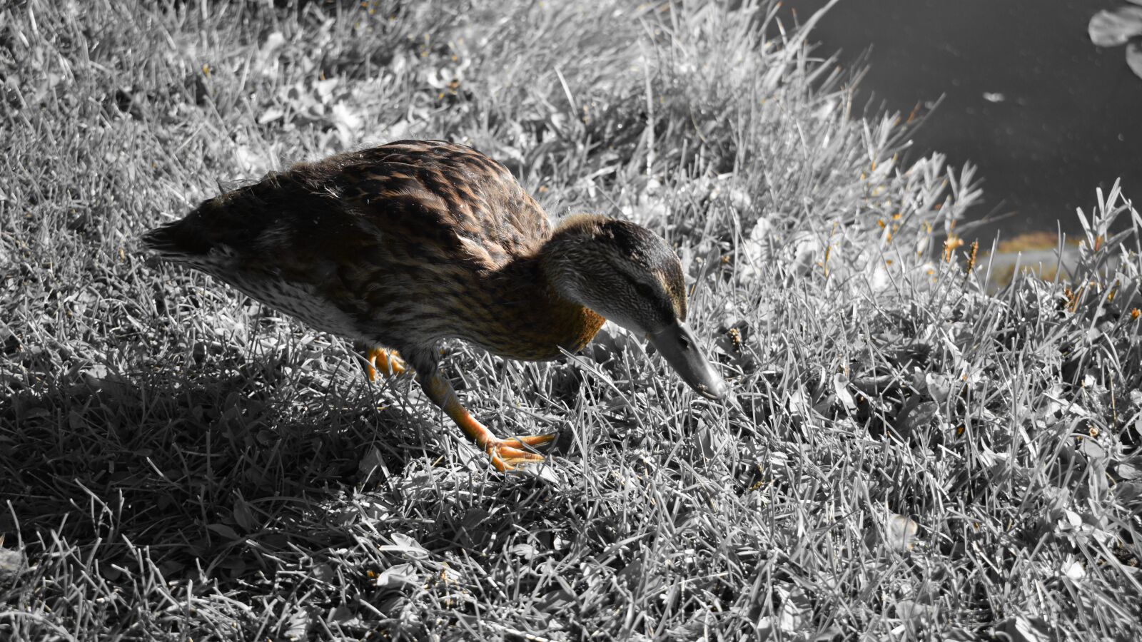 Nikon D3300 sample photo. Duck, mallard, waterfowl photography