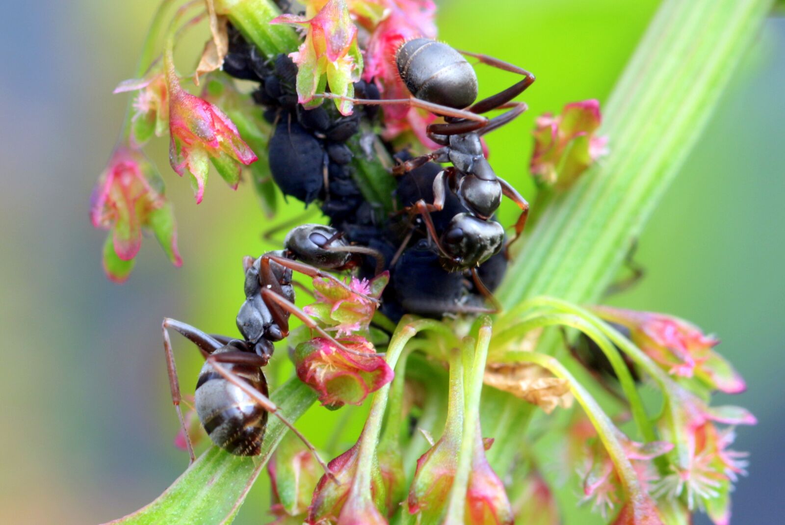 Canon EOS 650D (EOS Rebel T4i / EOS Kiss X6i) sample photo. Ants, formicidae, garden ants photography