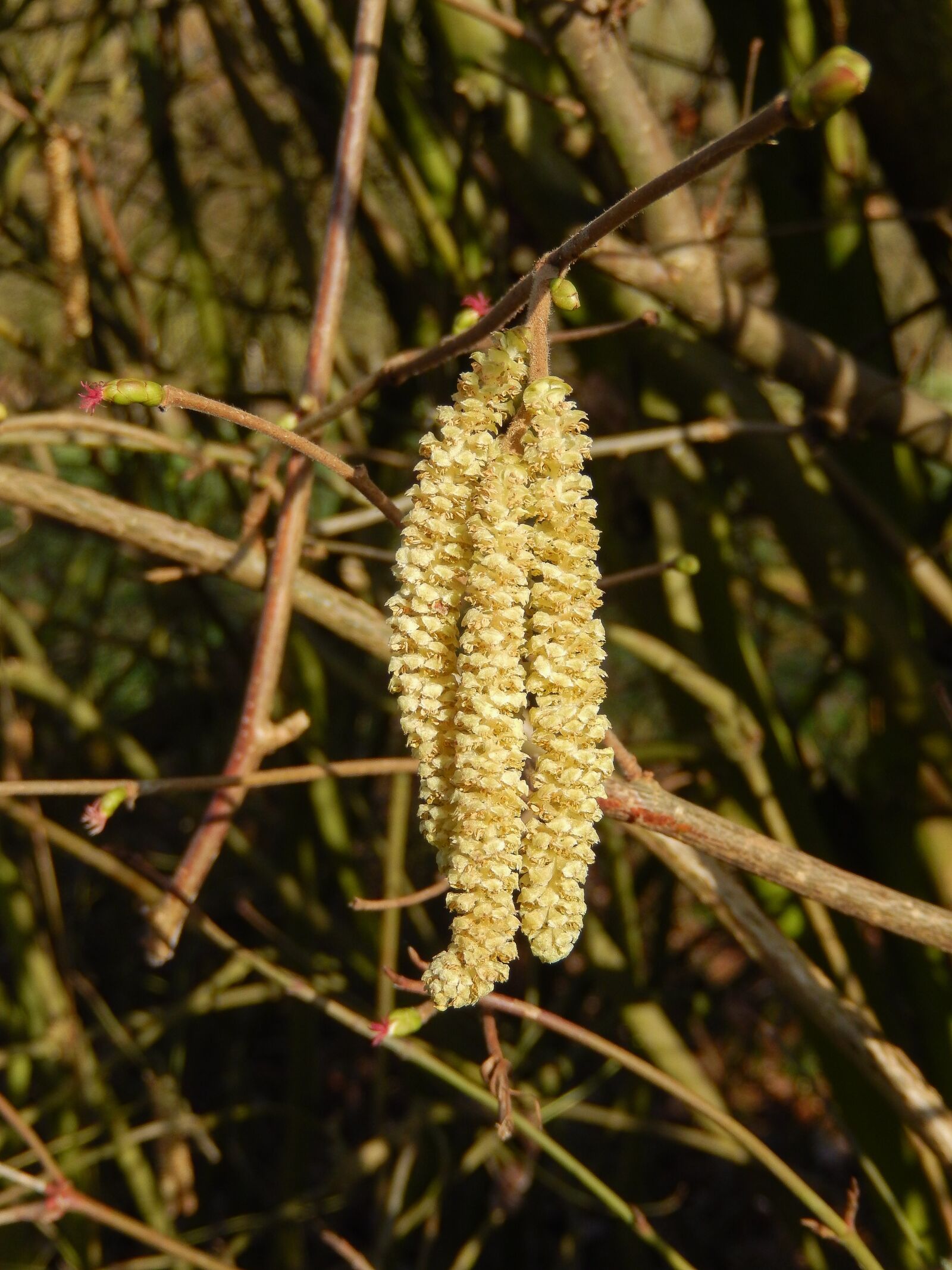 Nikon Coolpix S9500 sample photo. Corylus avellana, hazel, spring photography