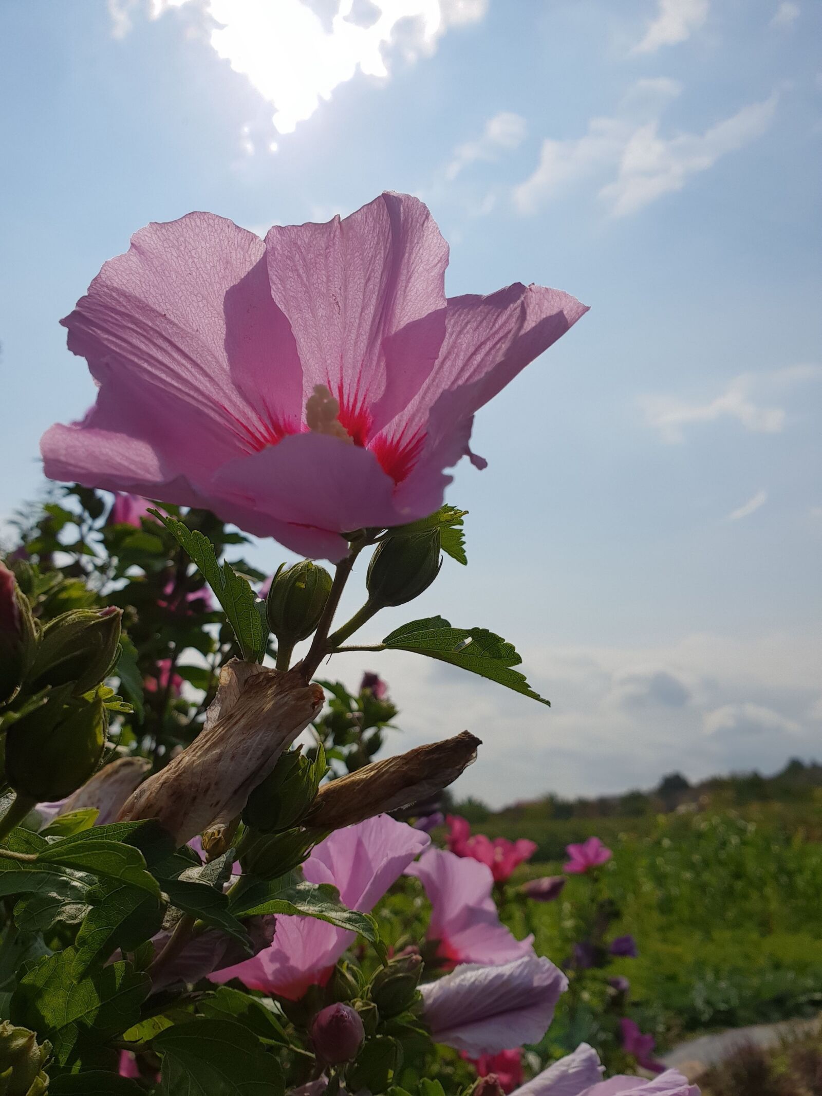 Samsung Galaxy S9+ sample photo. Flower, purple, sky photography
