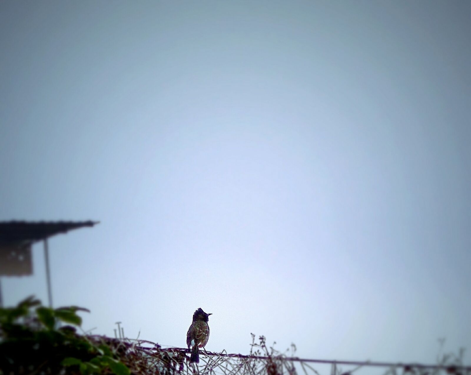 Nikon Coolpix L31 sample photo. Bird, coolpix, india, nikon photography