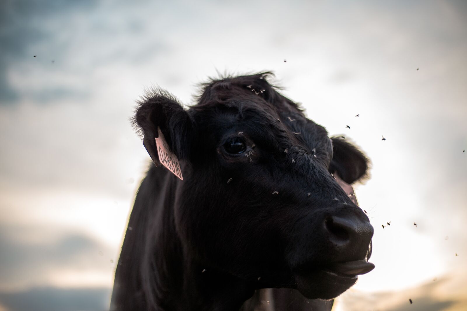 Canon EF 50mm F1.8 II sample photo. Animal, economic, sheep photography