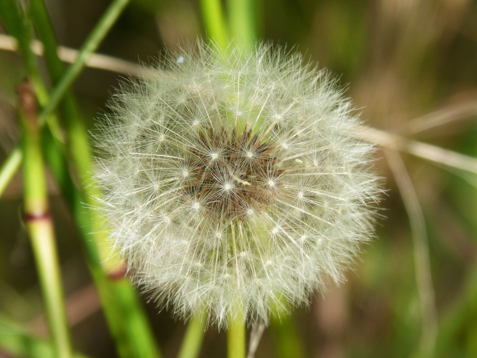 Panasonic DMC-FZ62 sample photo. Dandelion, fly, angelitos photography
