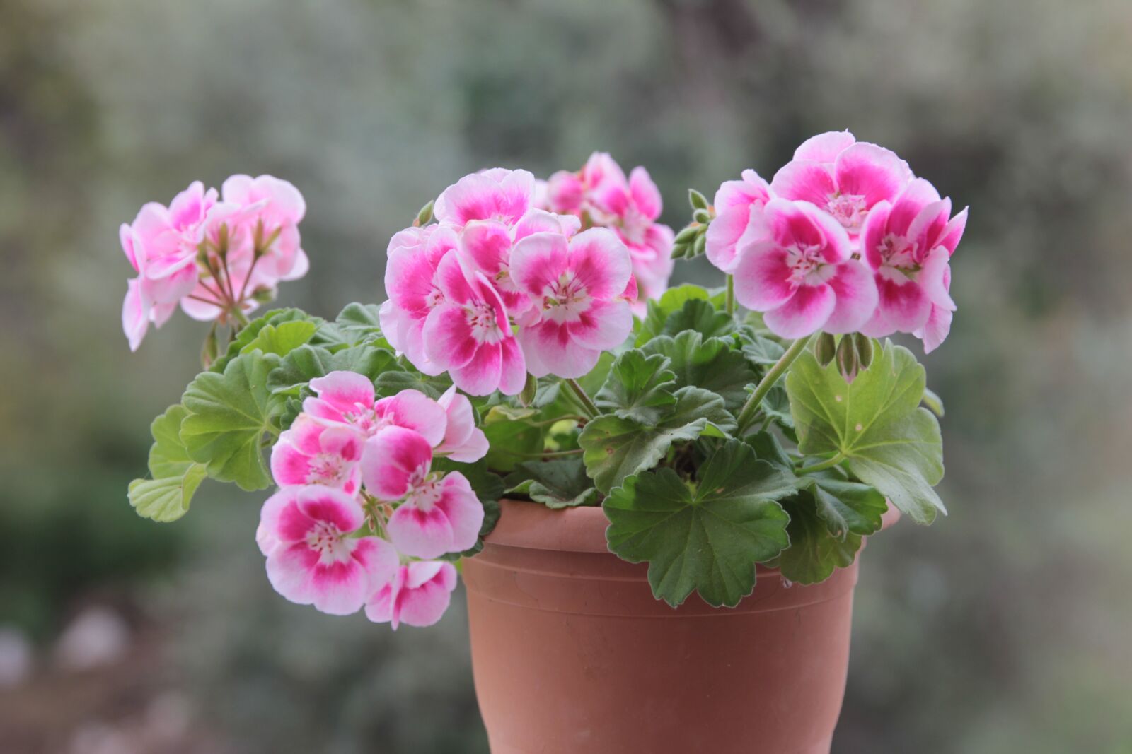 Canon EOS 550D (EOS Rebel T2i / EOS Kiss X4) sample photo. Geranium, b, plant photography