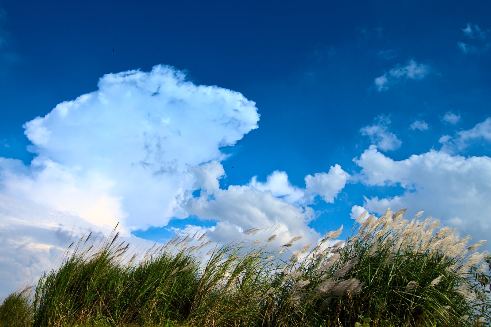 Nikon D500 sample photo. Blue sky, clouds, meadow photography