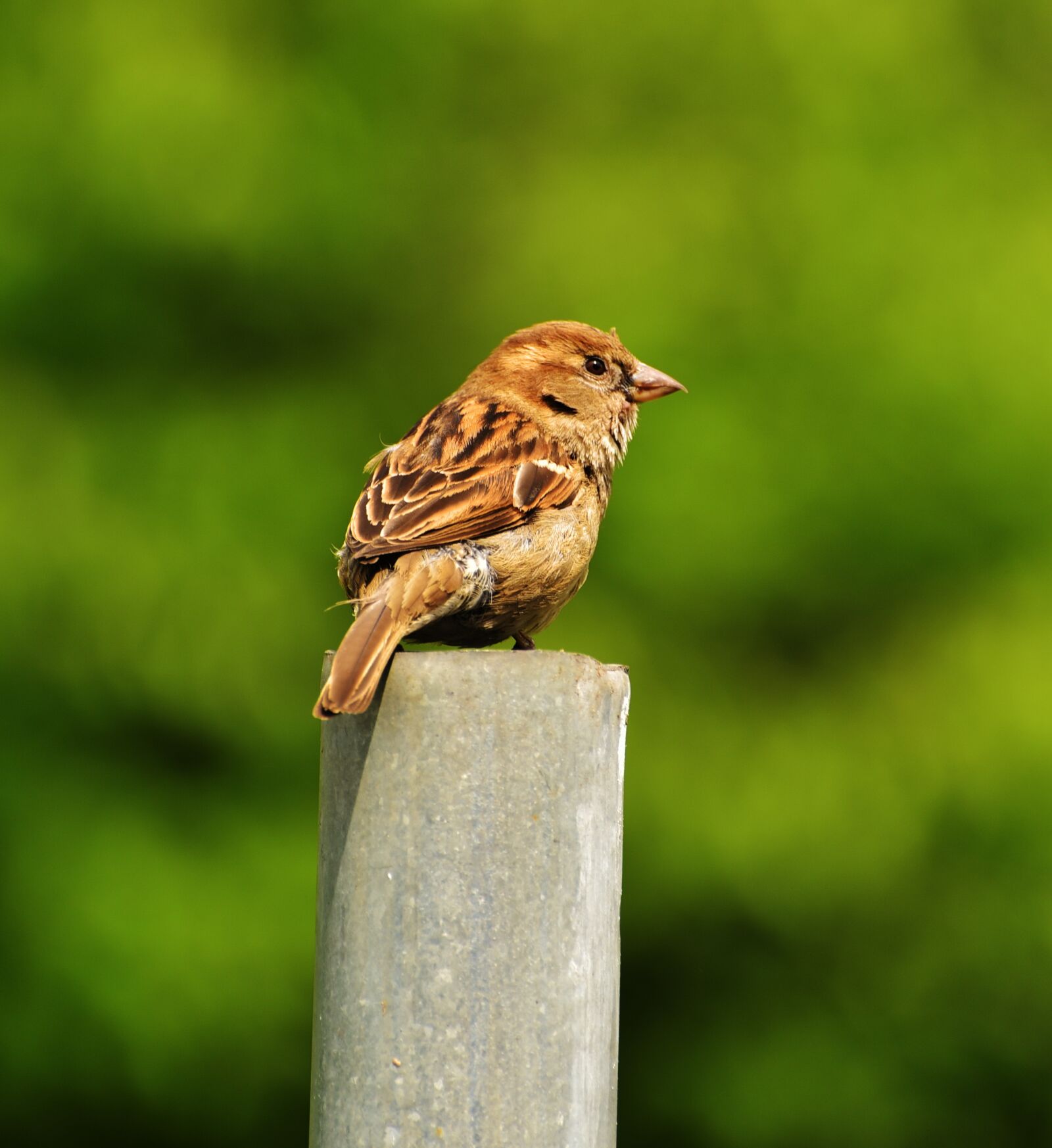 Nikon D750 sample photo. Sparrow, bird, feather photography
