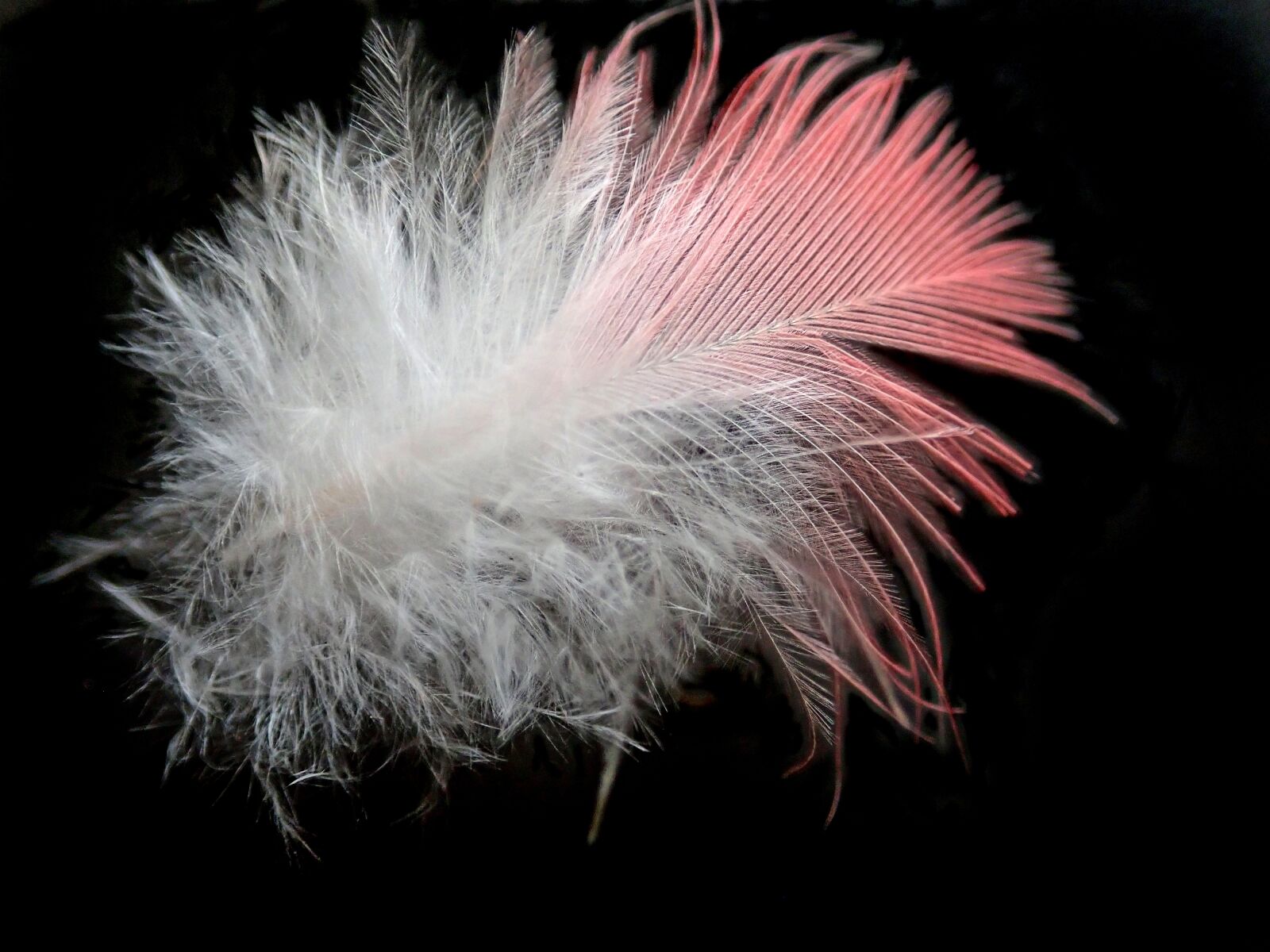 Olympus TG-5 sample photo. Feather, bird, plumage photography