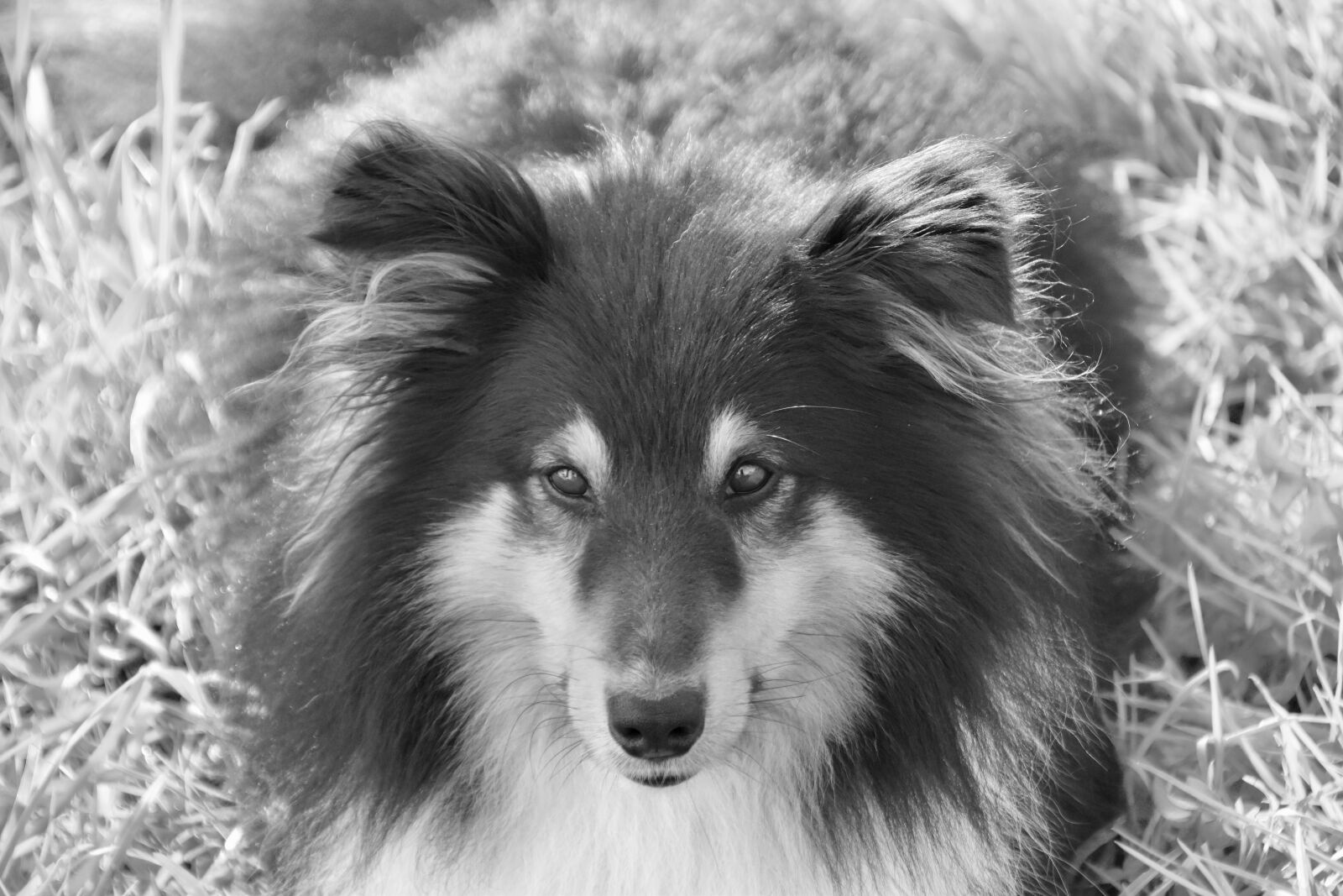 Nikon D5600 sample photo. Dog, dog shetland sheepdog photography