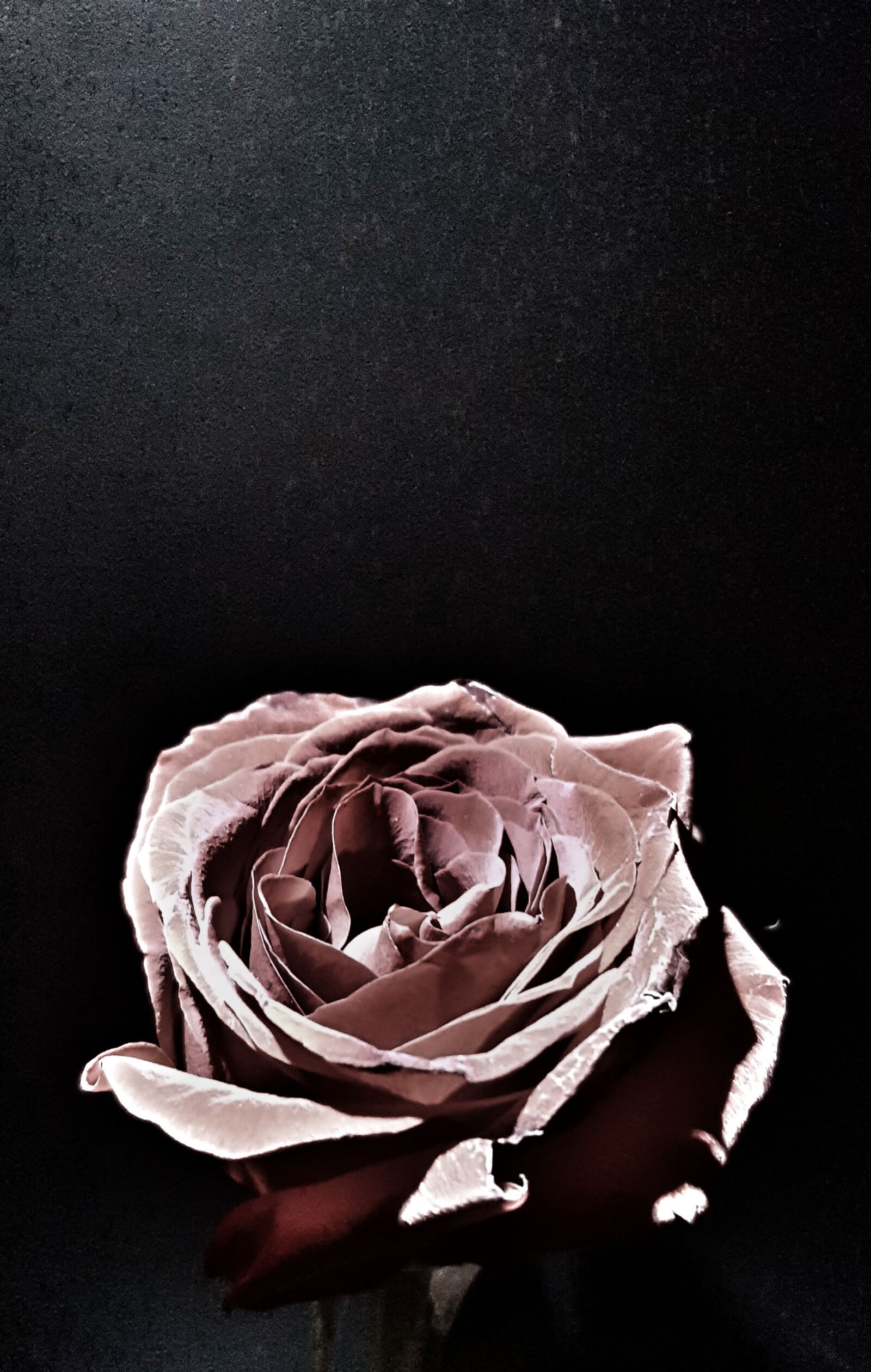 Samsung Galaxy S8 sample photo. Black, rose, flower photography