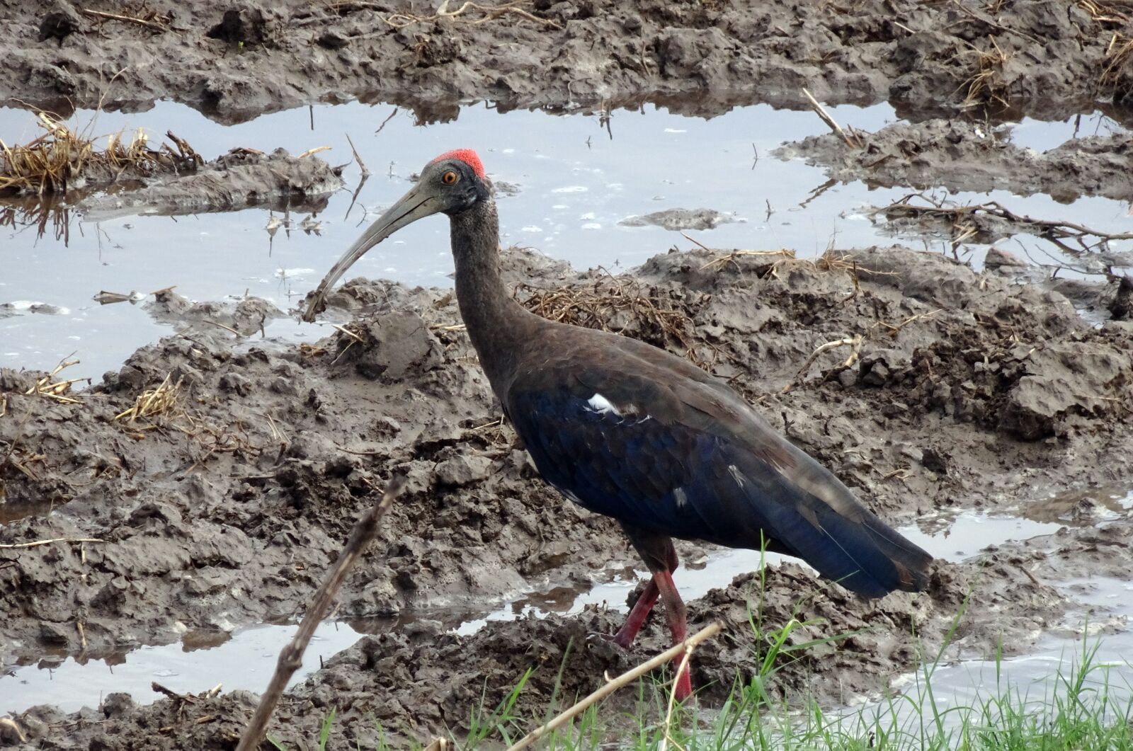 Sony Cyber-shot DSC-HX90V sample photo. Bird, red-naped ibis, pseudibis photography