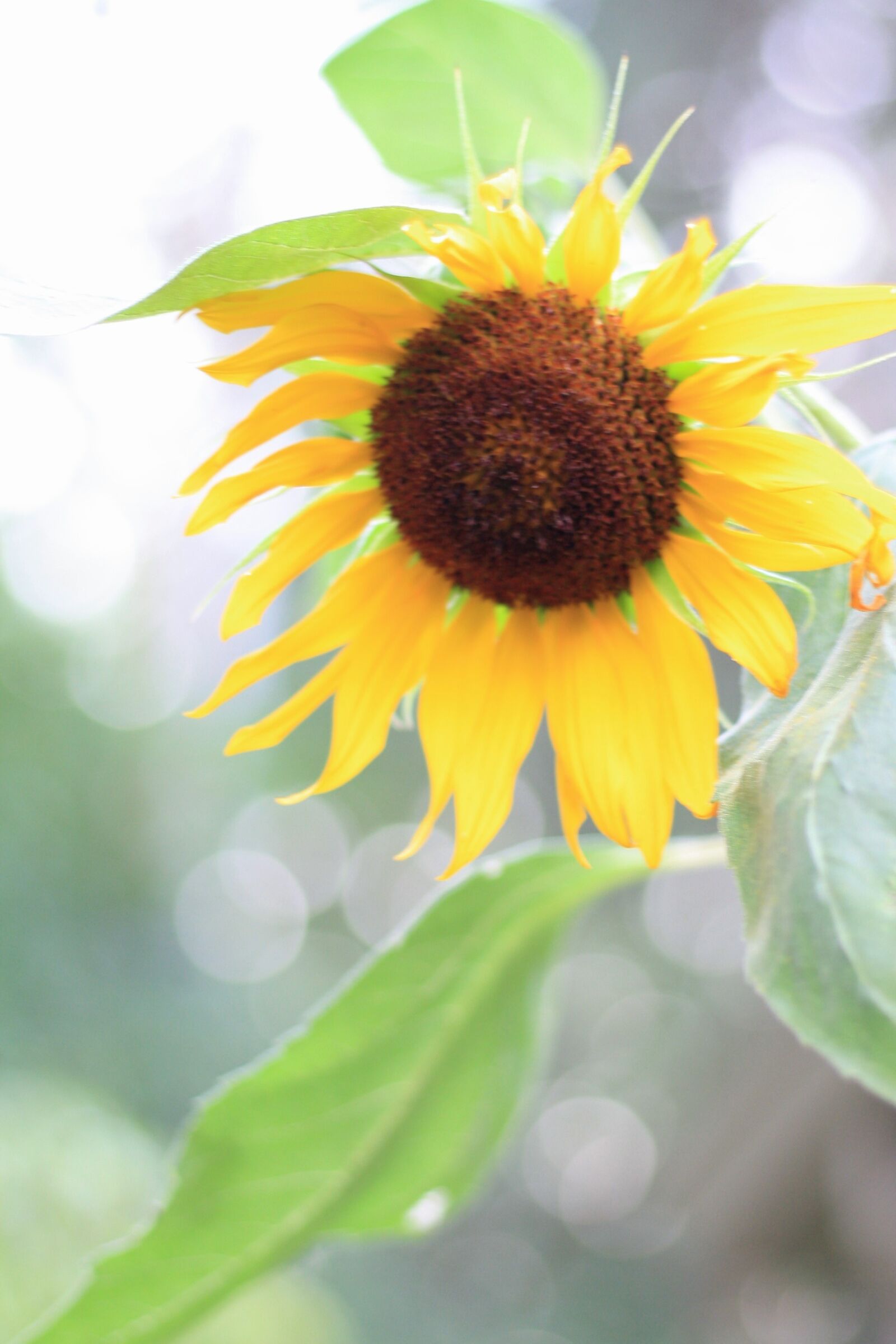 Canon EOS 1000D (EOS Digital Rebel XS / EOS Kiss F) sample photo. Sunflower, sunflowers, flower photography