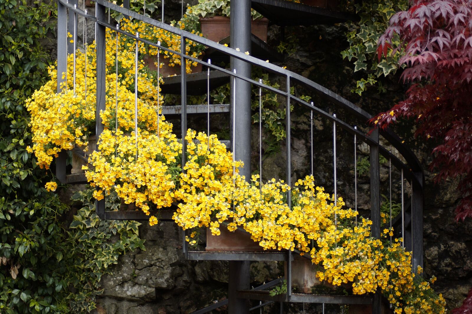 Sony SLT-A58 sample photo. Spiral staircase, flowers, stairs photography
