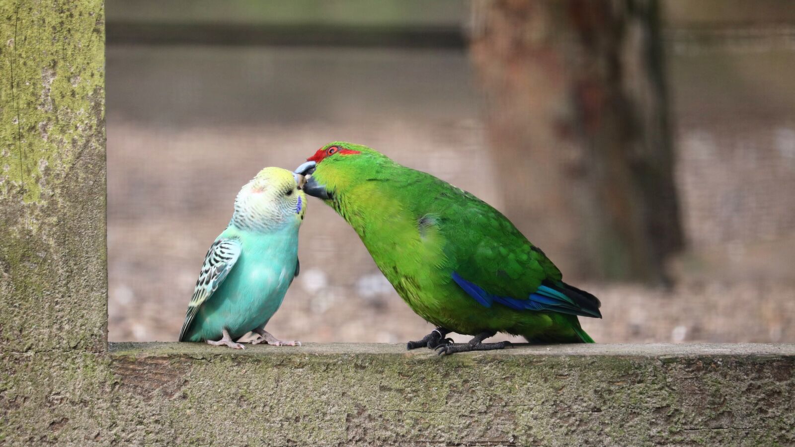 Canon EOS 750D (EOS Rebel T6i / EOS Kiss X8i) sample photo. Bird, animal, nature photography