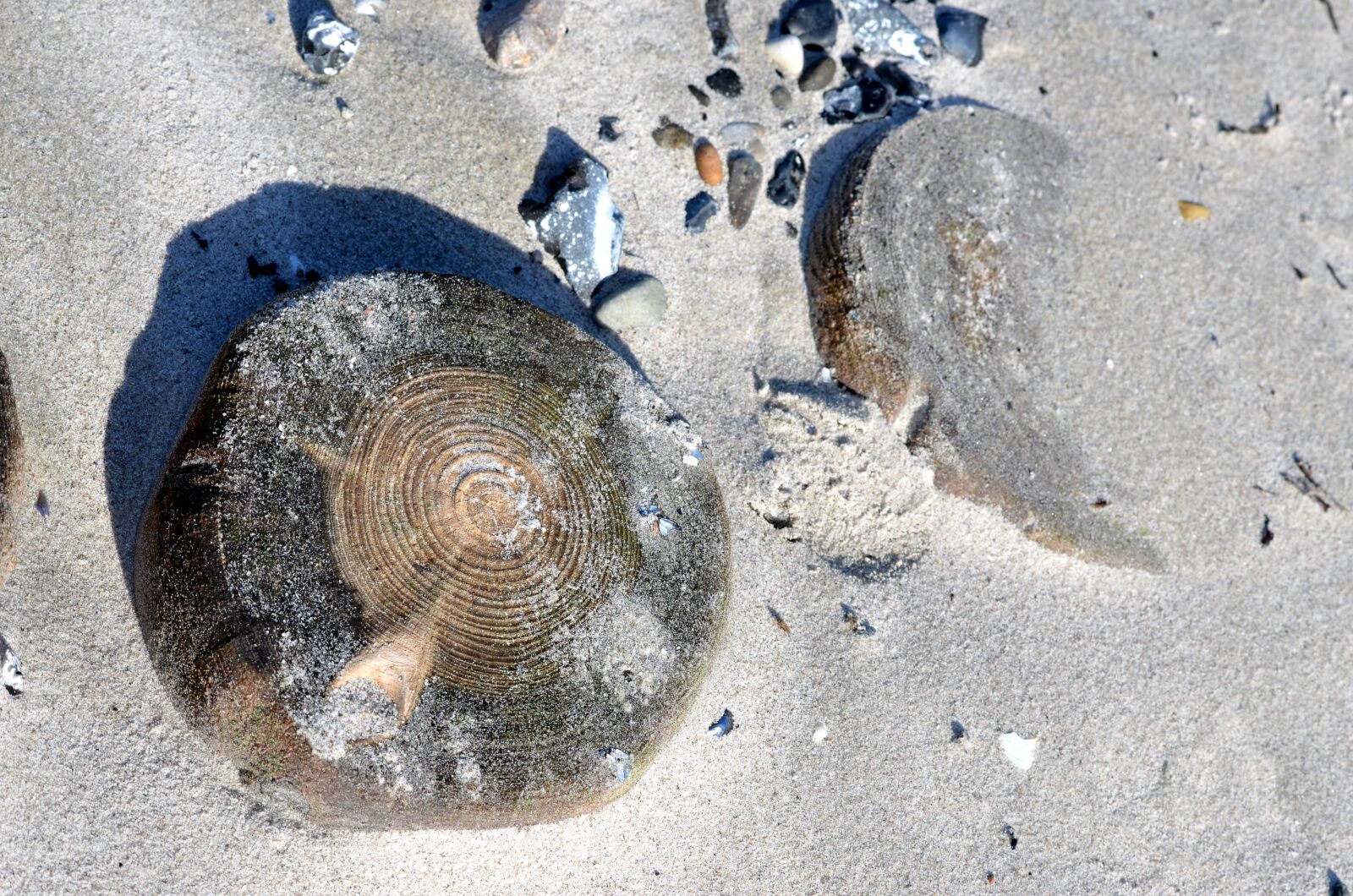 Nikon D5100 sample photo. Beach, wood, sand photography