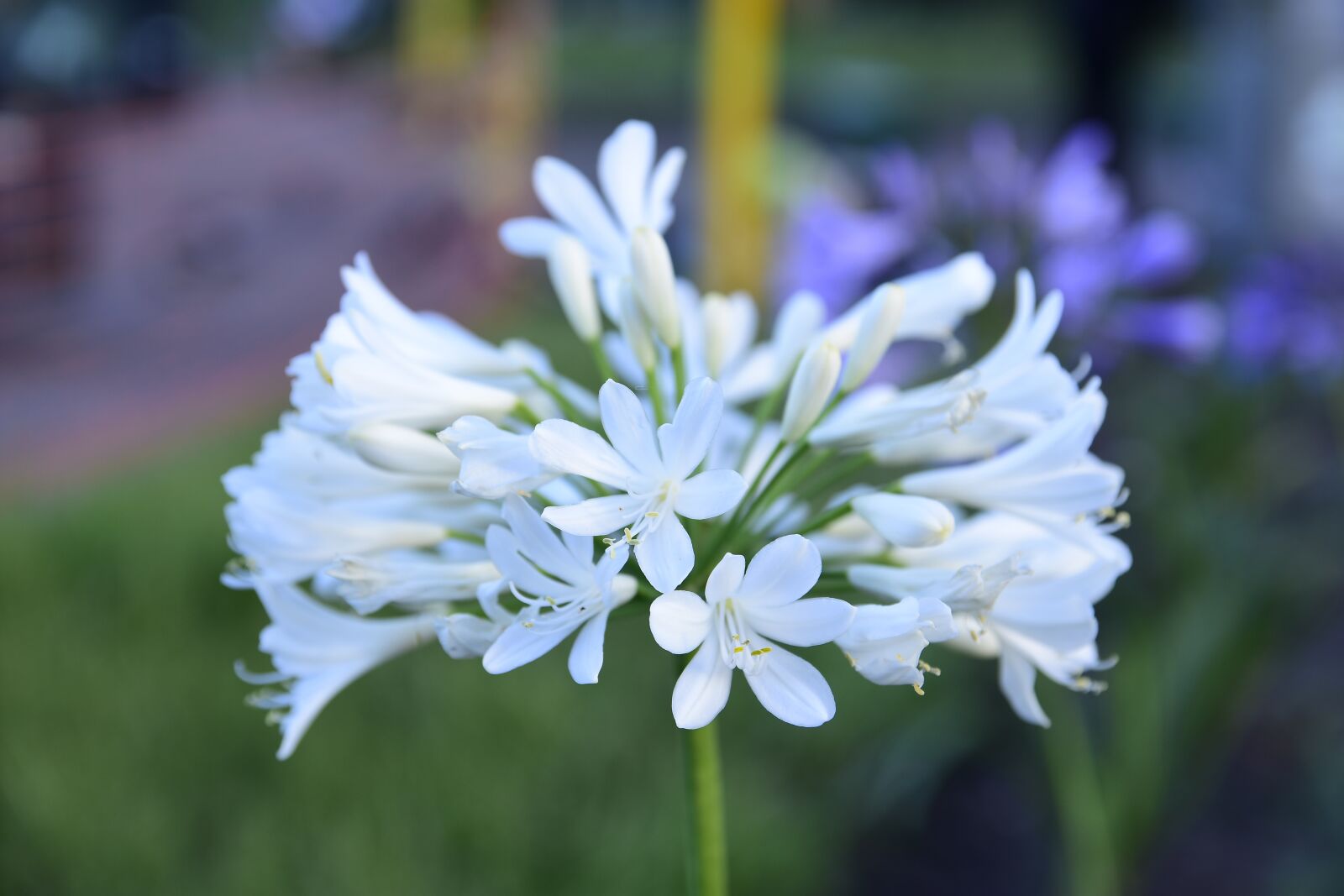 Nikon D7200 sample photo. Flowers, jasmine, nature photography