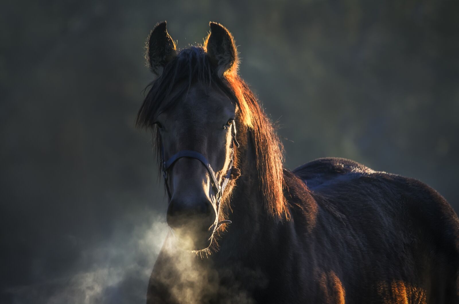 Pentax K-5 sample photo. Horse, animal, animals photography