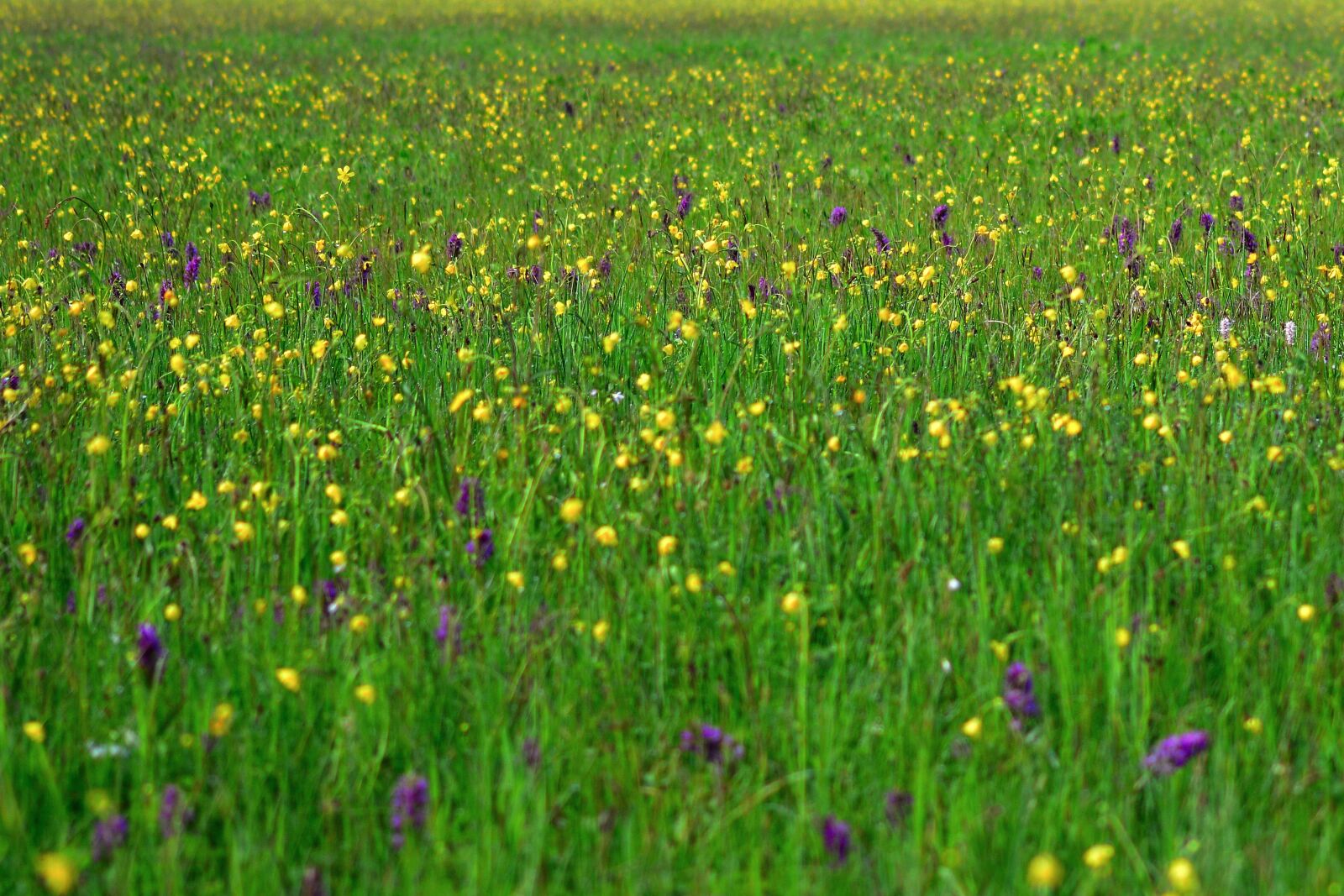 Nikon D5200 sample photo. Meadow, spring, orchid meadow photography