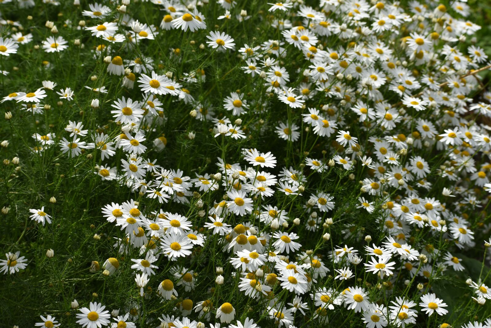 Nikon D3400 sample photo. Daisy, drug, chamomile photography